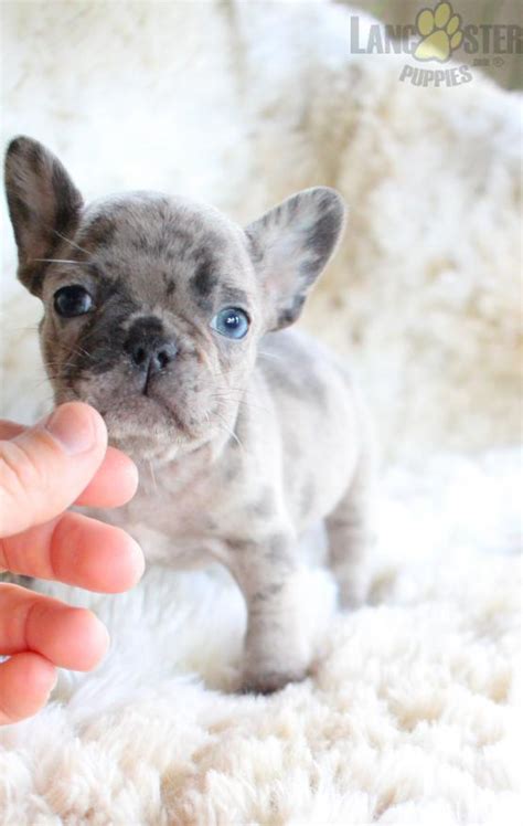 Long Haired French Bulldog Puppies For Sale Uk - Pets Lovers