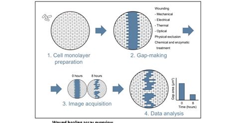 CytoSMART | Wound healing assay - what, why and how