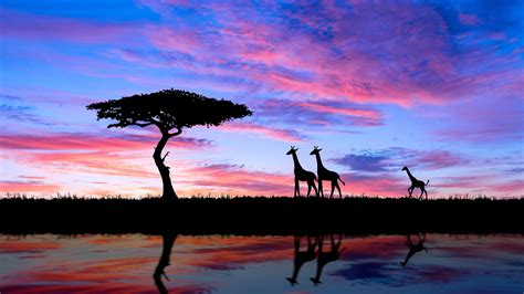 Giraffe Evening Silhouette 4k Wallpaper,HD Animals Wallpapers,4k Wallpapers,Images,Backgrounds ...