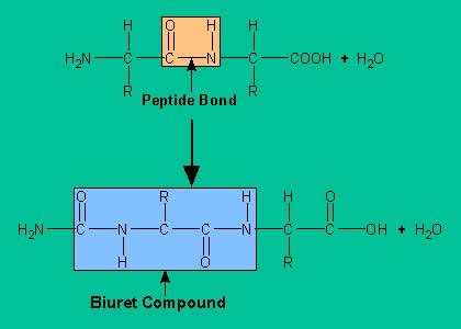 Biuret test: Principle, requirements, Procedure and Result - Online Biology Notes