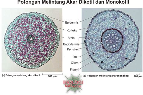 Endodermis Pada Penampang Melintang Akar Tumbuhan Dikotil Terdapat Di - Homecare24