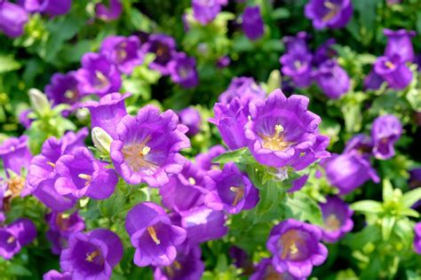 Canterbury Bells Flowers: Growing Canterbury Bells