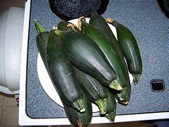 Harvesting Zucchini