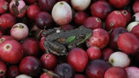 Fifth-generation cranberry farmers harvest in Wisconsin | kare11.com