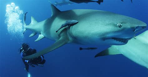 The Ex-Press | Sharkwater Extinction: Resurrecting a son on-screen