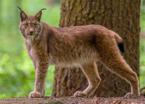 Eurasian Lynx (Lynx lynx) | about animals