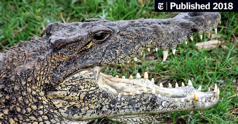 A Newly Discovered Difference Between Alligators and Crocodiles - The ...