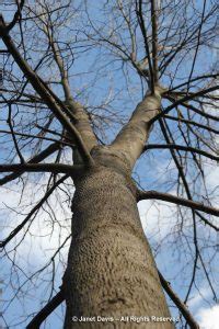 Carya cordiformis-bitternut hickory-winter-bark | Janet Davis Explores ...