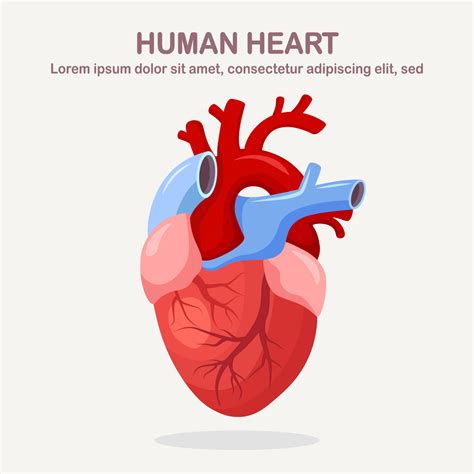 Human heart isolated on white background. Cardiology, anatomy concept. Vector cartoon design ...