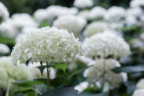 Hydrangea Arborescens Photos, Download The BEST Free Hydrangea ...