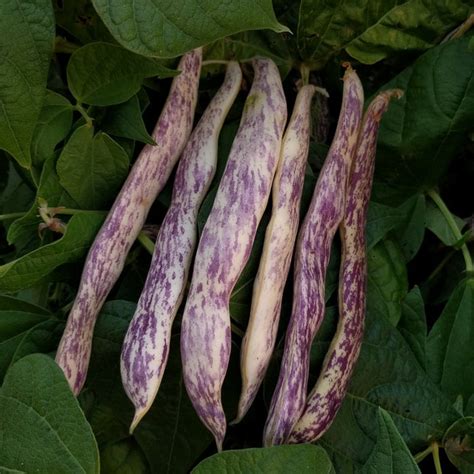 Bush Snap Bean, Marvel of Piedmont (Organic) - Adaptive Seeds