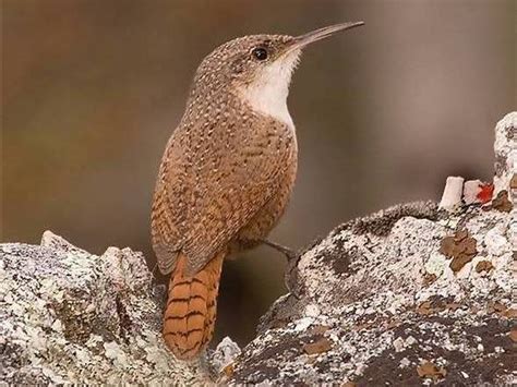 Canyon Wren (Catherpes mexicanus) – Planet of Birds