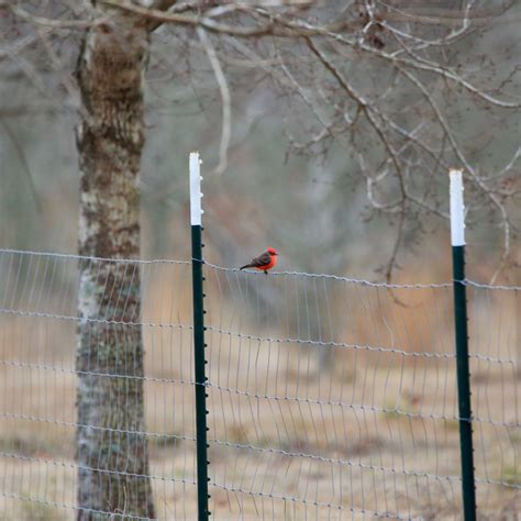 Vermilion Flycatcher - Bird Watching Academy