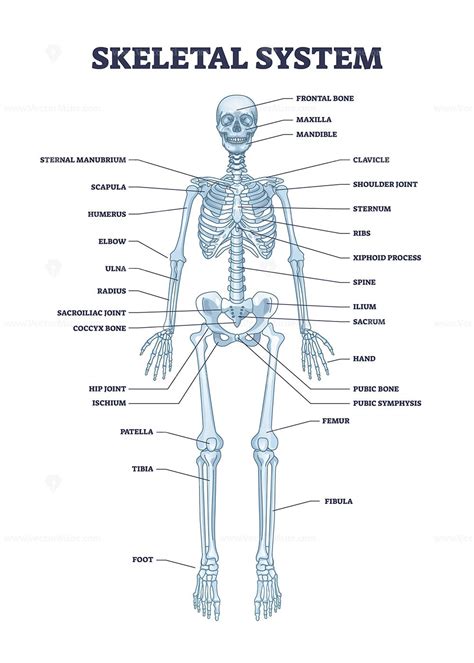 Human Skeleton Labeled, Xiphoid Process, Skeleton Anatomy, Skeleton ...