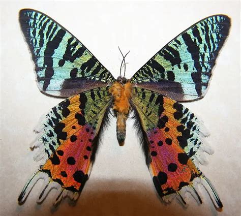 Madagascan sunset moth – Chrysiridia rhipheus - Insects