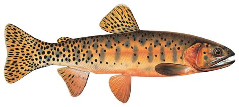 Greenback Cutthroat Trout – Western Native Trout