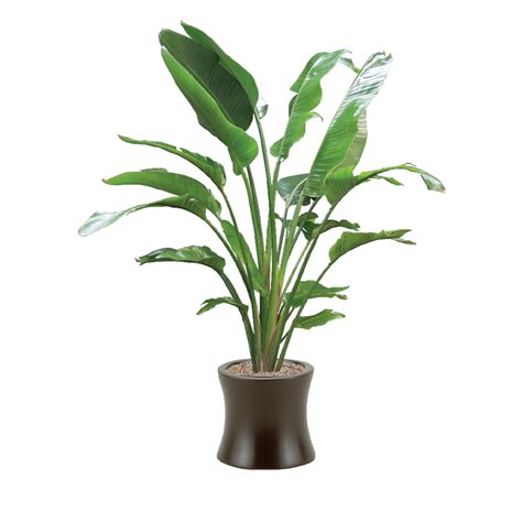 Bird of Paradise Plant Care Indoor - Light Needs | Plantscape LIVE