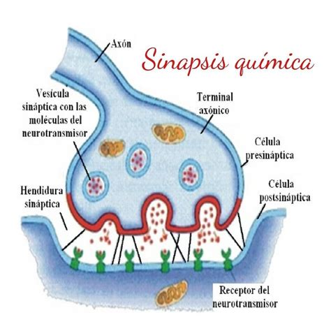 Pin de Andrea Otero en Sistema Nervioso | Sinapsis química, Neuronas, Química