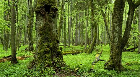 Grün und wild: Die letzten Urwälder Europas