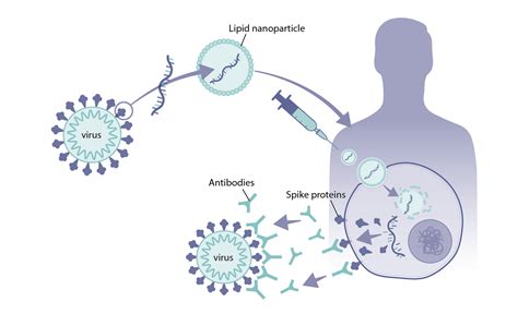 How were mRNA vaccines developed for COVID-19? - Health Feedback