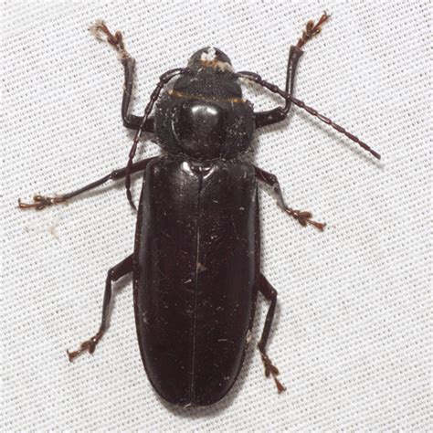 Hardwood Stump Borer Beetle - Mallodon dasystomus - BugGuide.Net