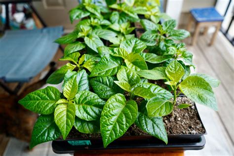 Pepper Plant Care Tips (at Every Stage) - Pepper Geek