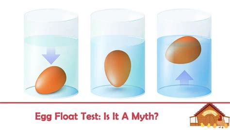 Egg Float Test: Is it a Myth? - The Happy Chicken Coop