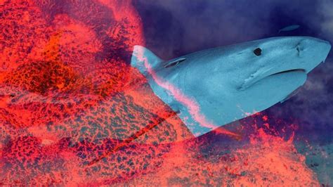 Sharkcano?! There Are Sharks Living in a Volcano, for the Love of God — The Daily Beast ...