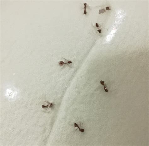 Ants in Bathroom: What to Do - Homestyling Guru