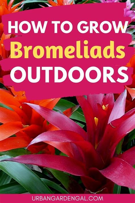 Outdoor Bromeliad Plant Care Tips | Bromeliads, Bromeliads landscaping, Plants