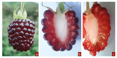 9. Fruto de mora. a. Fruto con numerosas drupas; b. Detalle de drupas ...