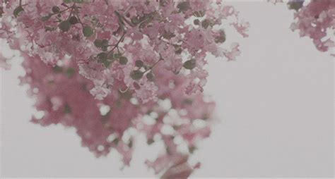 Pink Blossoms Pictures, Photos, and Images for Facebook, Tumblr, Pinterest, and Twitter