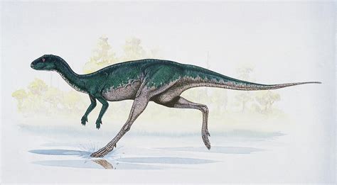 Dryosaurus Dinosaur Photograph by Deagostini/uig/science Photo Library | Pixels