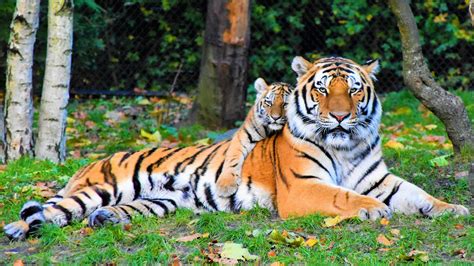 Photo of Tiger and Cub Lying Down on Grass · Free Stock Photo