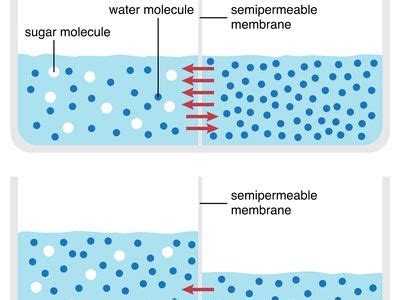 Osmotic Pressure: Definition, Formula, Equation, Significance, Examples ...