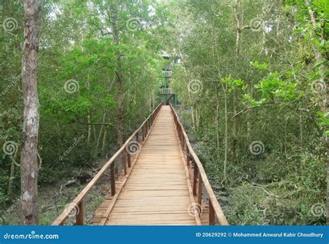 Wooden Bridge through a Forest Stock Photo - Image of park, outdoor: 20629292