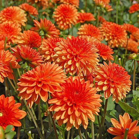 Dahlia Jewel Orange | White Flower Farm