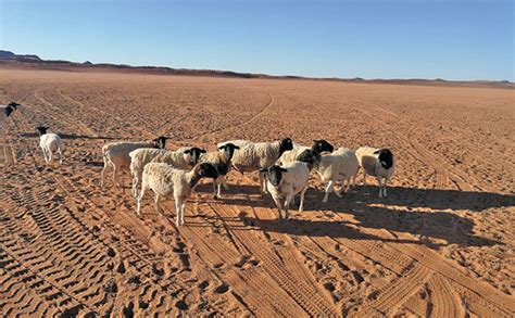 Northern Cape farmers’ drought misery continues