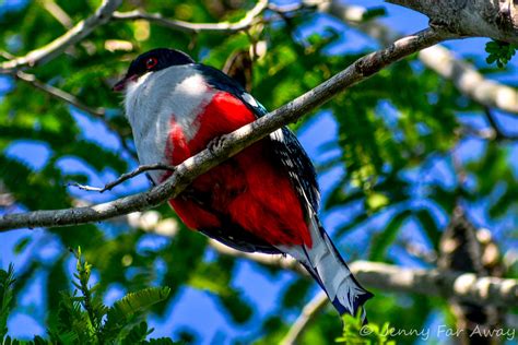 Tocororo: How Finding Cuba's National Bird Allowed Me to Leave - Jenny Far Away