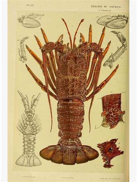 "Vintage Lobster Anatomy Diagram (1890)" Framed Art Print by ...