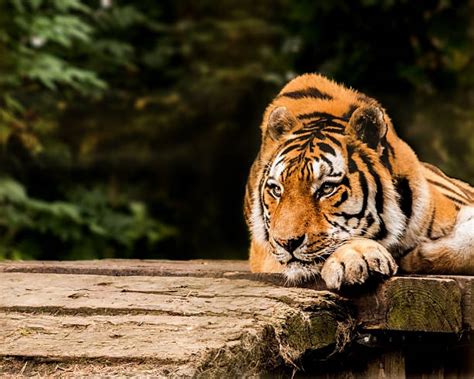 Sad Tiger Stock Photos, Pictures & Royalty-Free Images - iStock