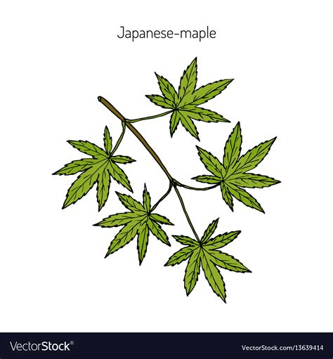 Japanese-maple Royalty Free Vector Image - VectorStock