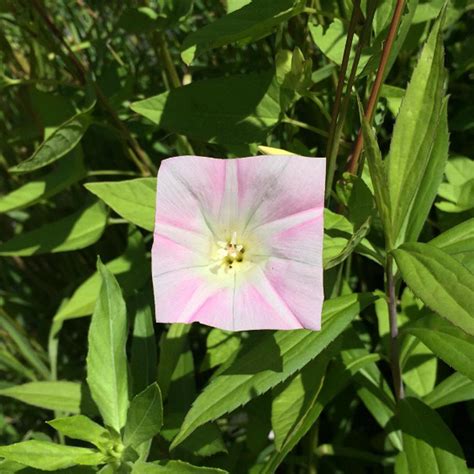 bake maeda's square flower and leaf art challenges nature's forms