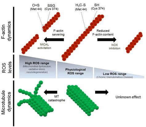 Frontiers | Regulation of cytoskeletal dynamics by redox signaling and oxidative stress ...