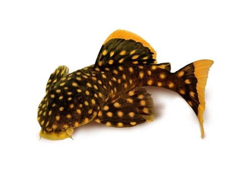 A Complete Look at Gold Nugget Pleco Care - Build Your Aquarium