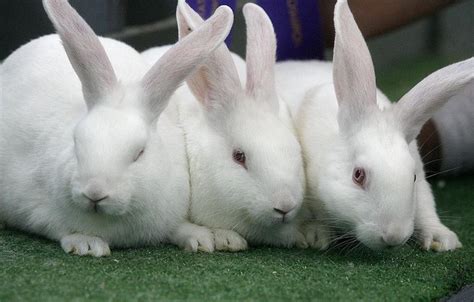 10 Best Meat Rabbit Breeds for Homesteads | Rabbit breeds, Meat rabbits ...