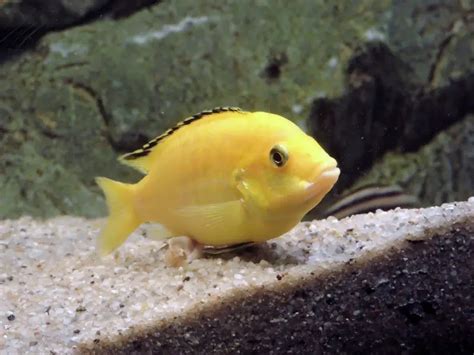 Yellow Lab Cichlid Tank Mates Size Care Breeding Fry, 60% OFF