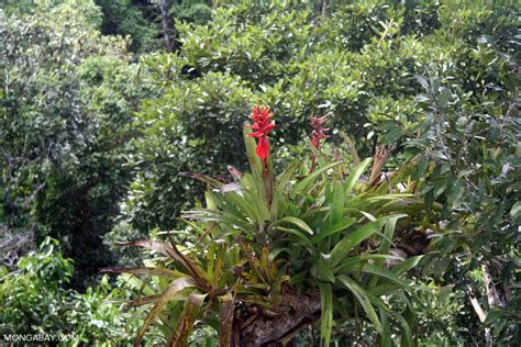 Red flowers of a bromeliad in the Amazon rainforest canopy