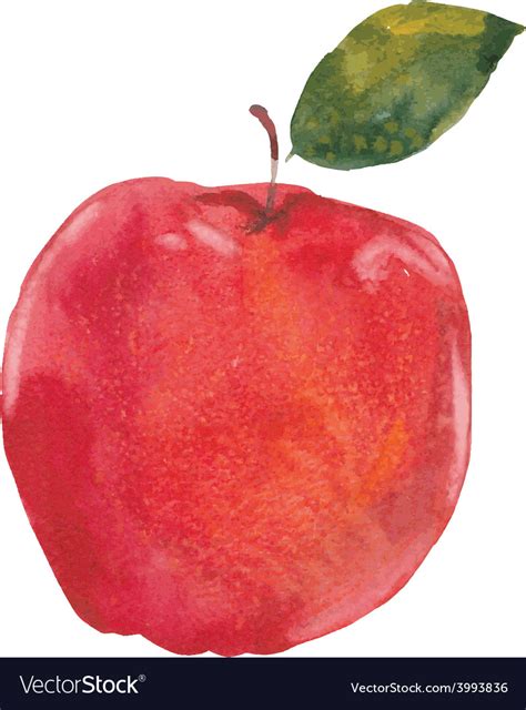 Watercolor apple Royalty Free Vector Image - VectorStock