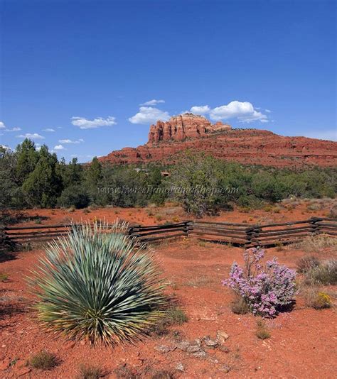 10 Incredible Arizona Desert Landscaping Ideas | Desert landscaping, Arizona landscape, Landscape